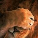un lion